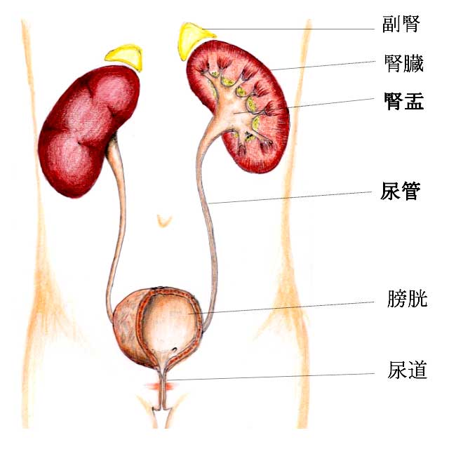 腎盂と尿管図解
