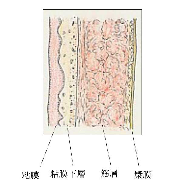 腎盂・尿管の壁（断面）図解